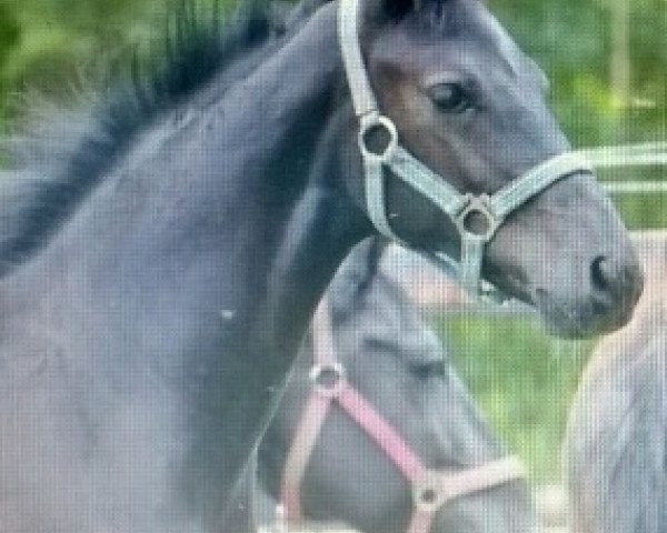 Pferd Hengstfohlen von Grey Flanell (Oldenburger, 2014, von Grey Flanell)