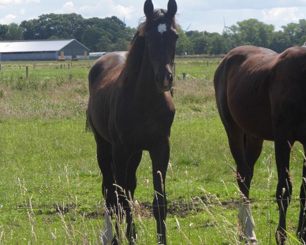 horse Vince (Hanoverian, 2015, from Viscount 22)