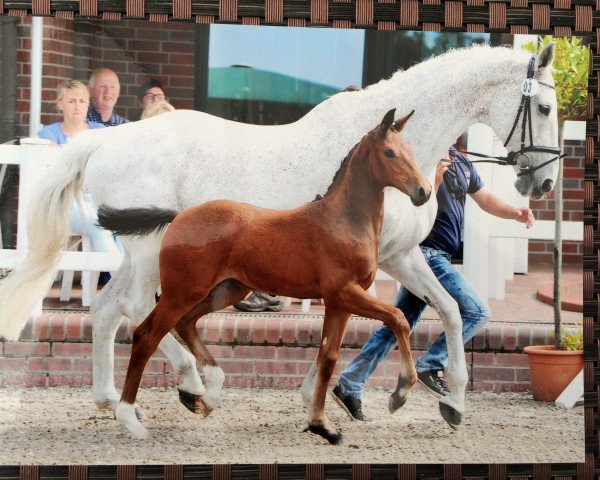 Pferd Comtessa il faut (Oldenburger Springpferd, 2016, von Comme il Faut)