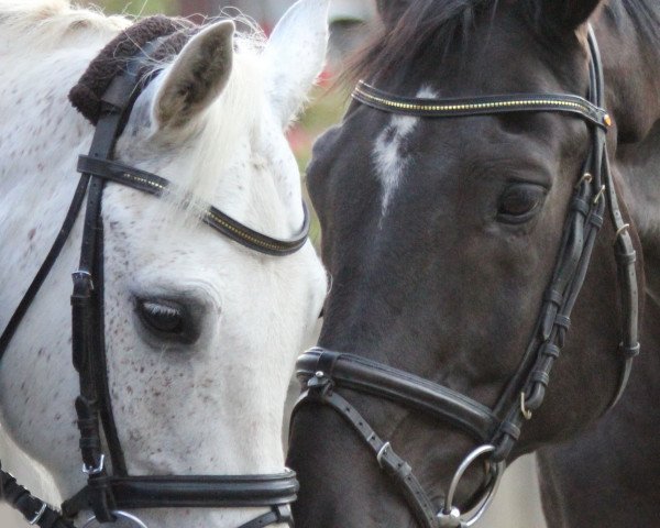 Springpferd Merlin S (Brandenburger, 2000, von Manolito AA)