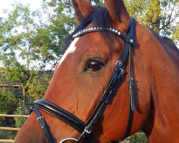 horse Dynamic Circon (Rhinelander, 2009, from Dream On)