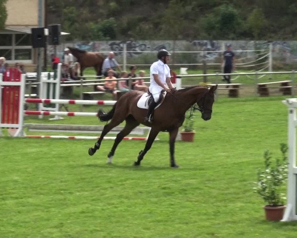 Reitturnier Gardelegen 2019