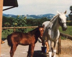 horse Phila 4 (Bavarian, 1997, from Coriograf B)