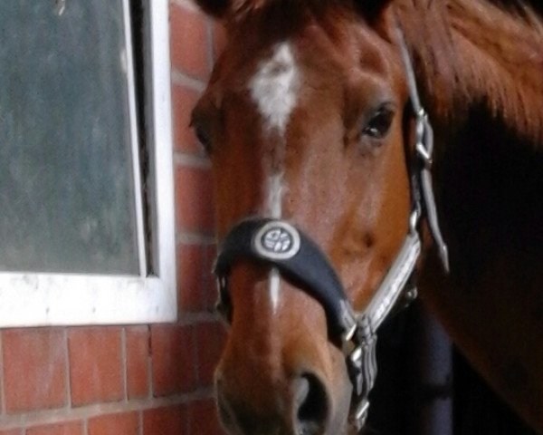 horse Up to date 4 (German Warmblood, 1993, from Ultimo)