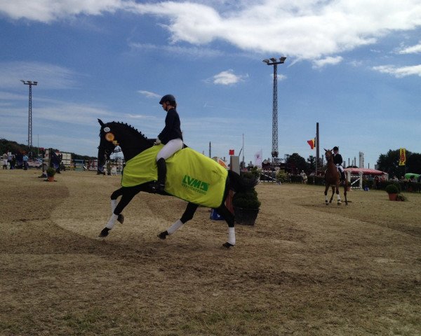 Dressurpferd Quasar (Hannoveraner, 2012, von Quasar de Charry)