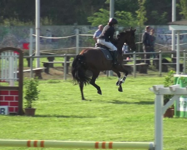 Reitturnier Gardelegen 2019