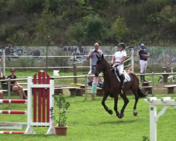 Reitturnier Gardelegen 2019