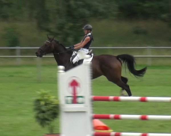 Reitturnier Gardelegen 2019
