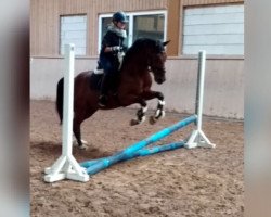 dressage horse Malik (German Riding Pony, 2009, from Mr. Tarek)