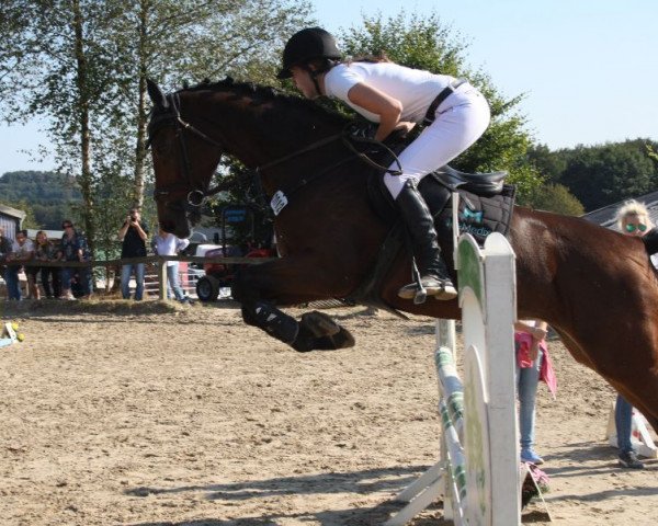 Zuchtstute Berolina 29 (Holsteiner, 2009, von Landos)