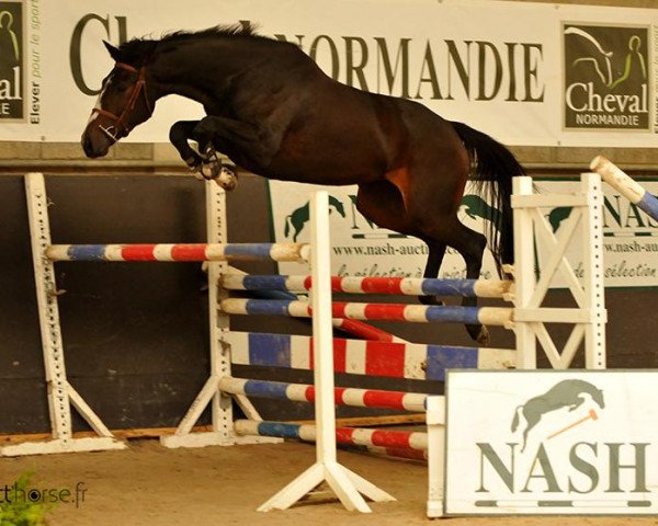 horse Chipie d'Elle (Selle Français, 2012, from Tresor)