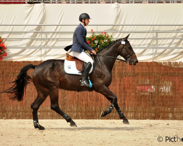 jumper Victoria D'Elle (Selle Français, 2009, from Magic D'Elle)