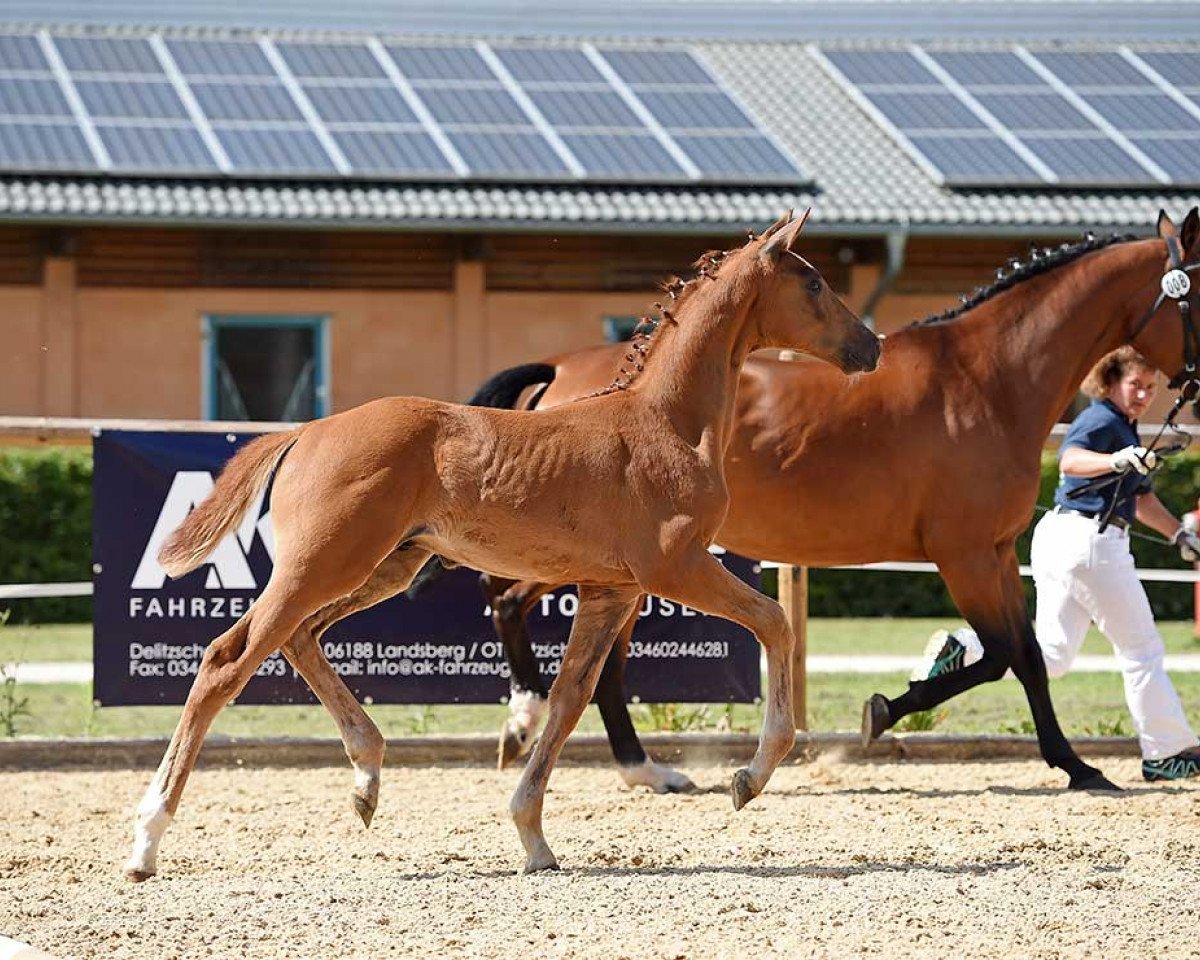 horse Sato (German Sport Horse, 2016, from Si Senjor)