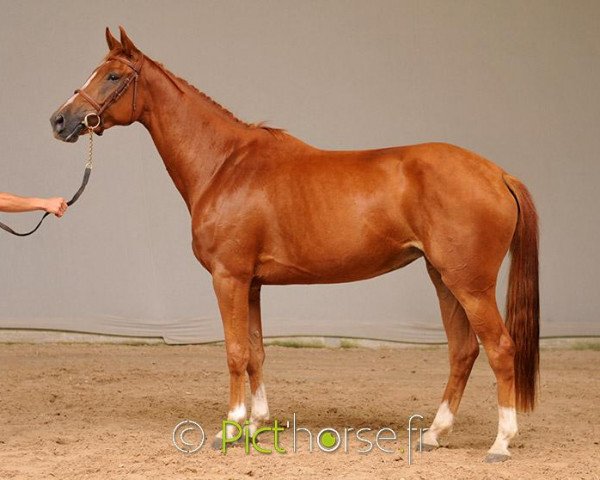 horse Duchesse d'Elle (Selle Français, 2013, from Old Chap Tame)