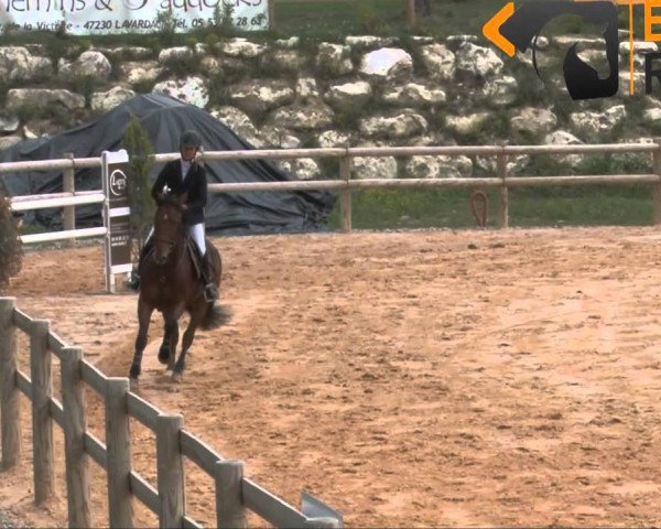 jumper Topaze D'Elle (Selle Français, 2007, from Richebourg)