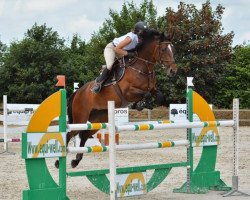 jumper Sure d'Elle Valledei (Selle Français, 2006, from Royal Feu)