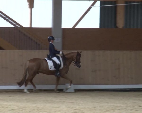 Reitturnier Grafenrheinfeld 2019
