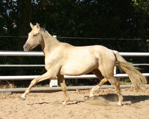 horse Quellgold (German Warmblood, 2013, from DSP Quasi Gold Md)