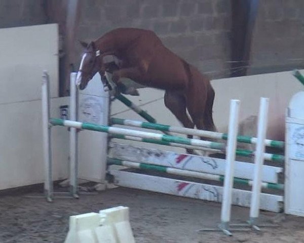 horse Cormier d'Elle (Selle Français, 2012, from Orient D'elle)