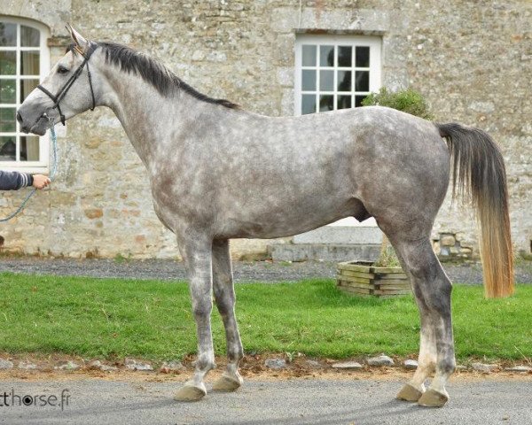 horse Vison d'Elle (Selle Français, 2009, from Mylord Carthago)