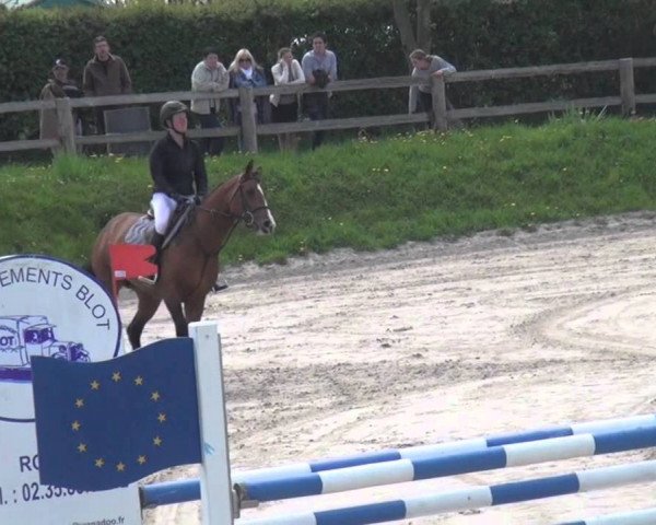 jumper Soprano D'Elle (Selle Français, 2006, from Quick Star)