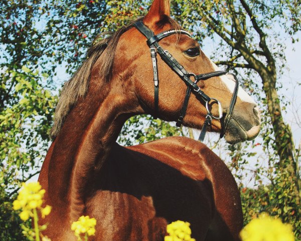 Zuchtstute Miss Marple (Deutsches Reitpony, 2008, von Mariano)