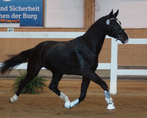 dressage horse Qufur (Bavarian, 2013, from Quatergold)
