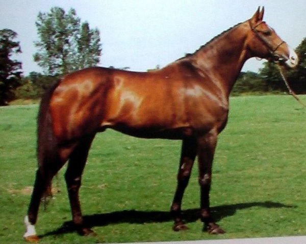 stallion Rêve d'Elle (Selle Français, 1983, from Jalisco B)