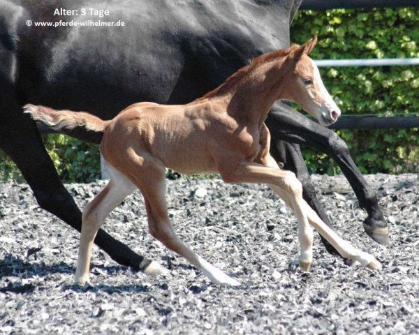 horse Dareios W (Hanoverian, 2014, from Danone 4)