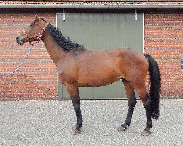Zuchtstute Rita (Westfale, 2007, von Rock Forever NRW)