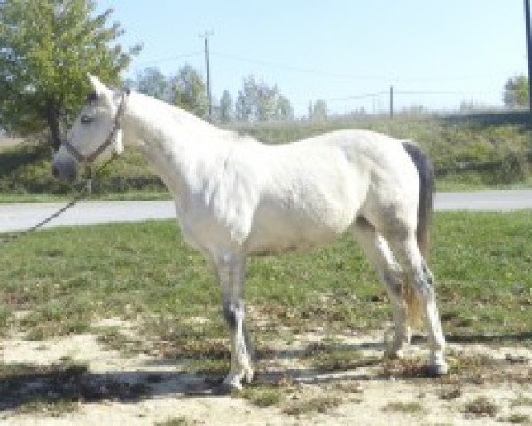 broodmare Q'Hornada d'Elle (Selle Français, 2004, from J'ai l'Espoir d'Elle)