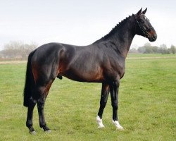 stallion L'Arc de Triomphe (Oldenburg, 1999, from Landor S)