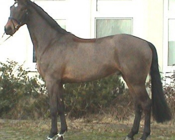 jumper Diego 299 (Hessian Warmblood, 2003, from Donnerstar N)