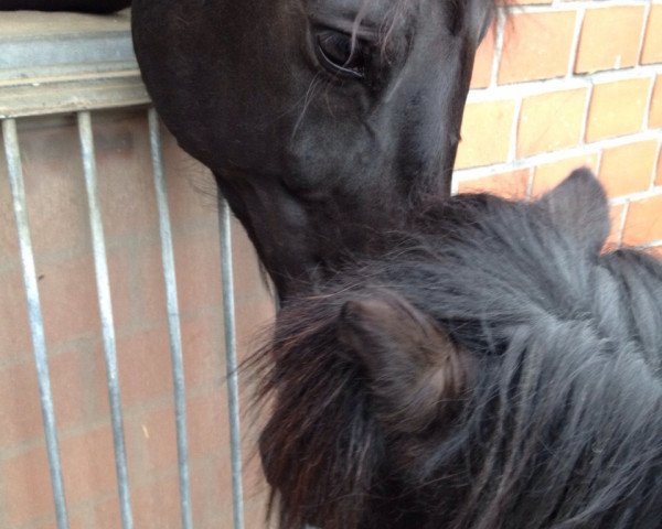 horse Fiorino 28 (Hanoverian, 2007, from Florestan I)