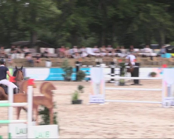 Reitturnier Görlitz 2019