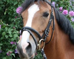 jumper Arosa 56 (German Riding Pony, 2005, from Aladin)