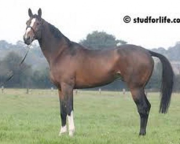 stallion Nippon D'Elle (Selle Français, 2001, from Scherif d'Elle) stallion Nippon D'Elle (Selle Français, 2001, from Scherif d'Elle)
