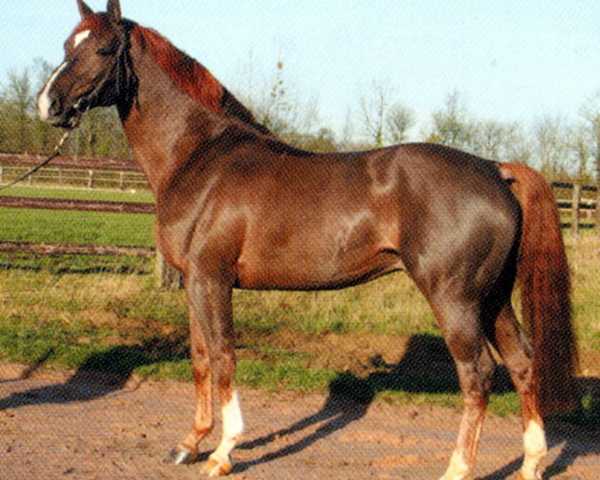 stallion Richebourg (Belgian Warmblood, 1994, from Bayard d'Elle)