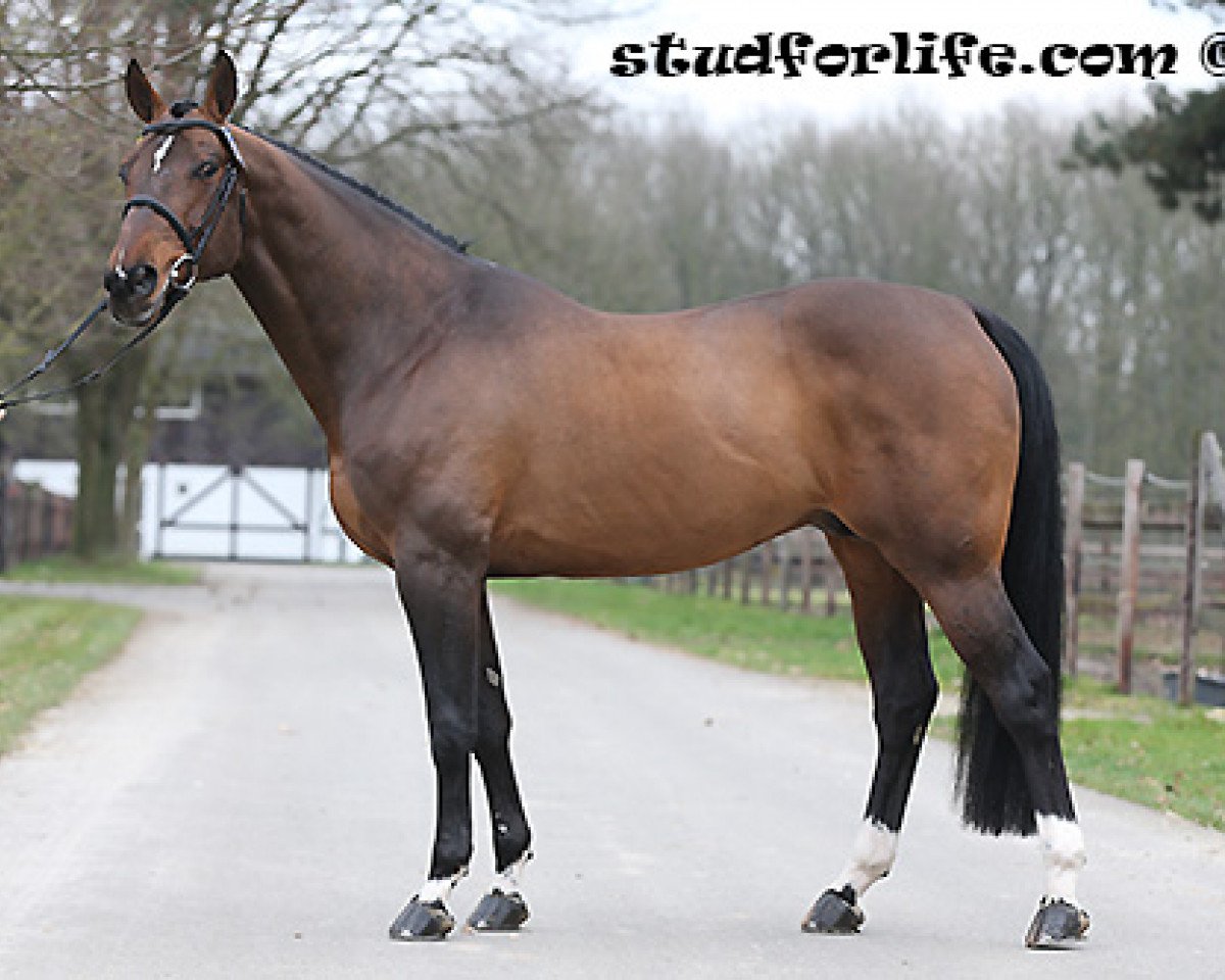 stallion Niagara d'Elle (Selle Français, 2001, from Quick Star)