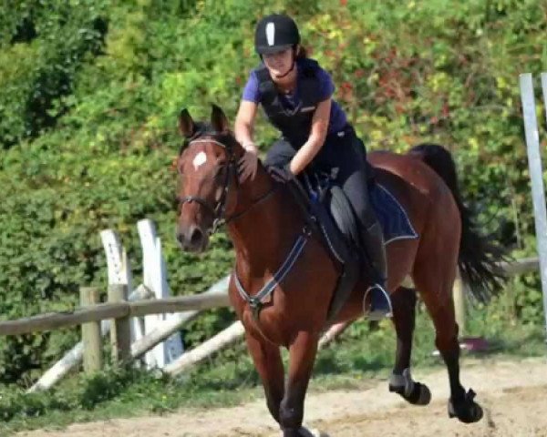horse Loustic d'Elle (Selle Français, 1999, from Germino d'Elle)