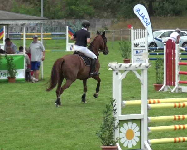 Reitturnier Gardelegen 2019