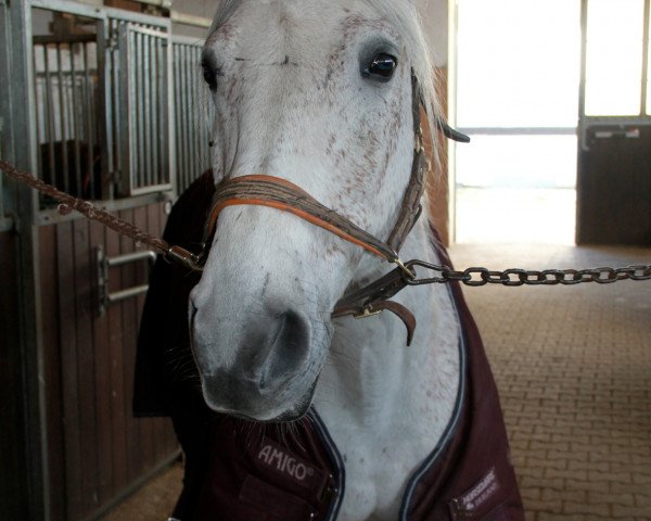 Springpferd Balkan (Shagya-Araber, 2002, von Bazar ShA)