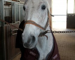 jumper Balkan (Shagya Arabian, 2002, from Bazar ShA)