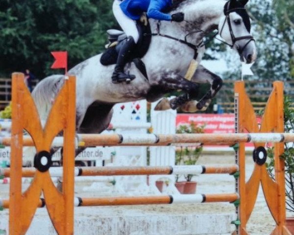 jumper Coco Loco R (Holsteiner, 2009, from Carentan)