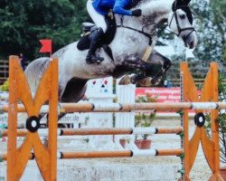 jumper Coco Loco R (Holsteiner, 2009, from Carentan)