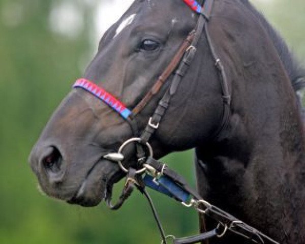 stallion Contat xx (Thoroughbred, 2003, from Diktat xx)