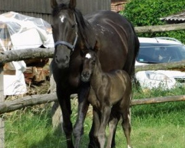 broodmare Nora (Hanoverian, 1997, from Natiello xx)
