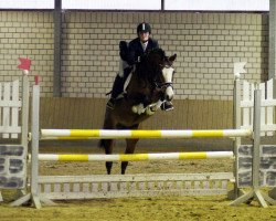 jumper Gloria 560 (KWPN (Royal Dutch Sporthorse), 2011, from For Money Z)