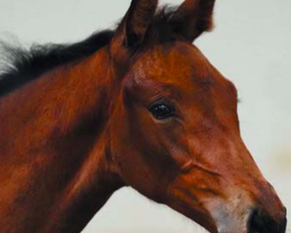 horse Rock Diamante (Irish Sport Horse, 2016, from Diamant de Semilly) horse Rock Diamante (Irish Sport Horse, 2016, from Diamant de Semilly)