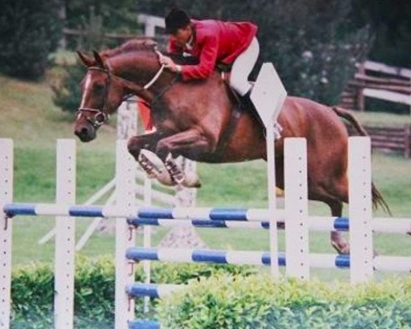 broodmare Narcotique (Selle Français, 1979, from Fair Play III)